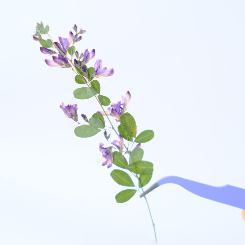 6pcs,nature Lespedeza Formosa  - مراجعة Dried Flower Bookmark وسعره