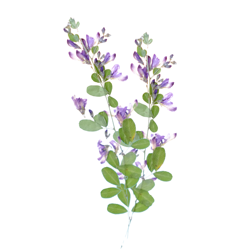 6pcs,nature Lespedeza Formosa  - مراجعة Dried Flower Bookmark وسعره
