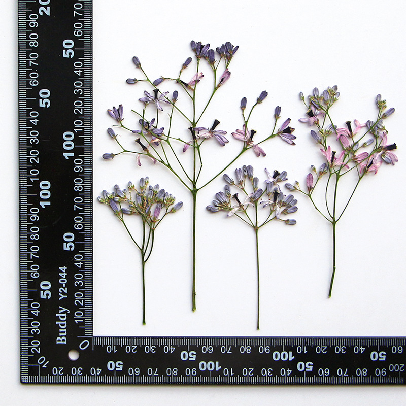 120pcs Pressed Dried Melia aze - مراجعة Dried Flower Bookmark وسعره