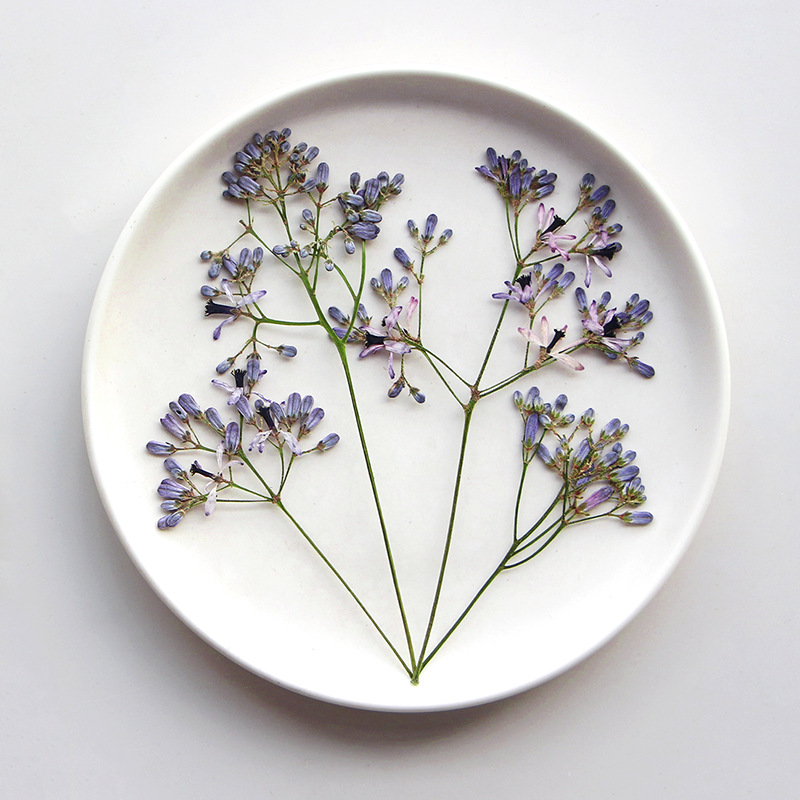 120pcs Pressed Dried Melia aze - مراجعة Dried Flower Bookmark وسعره