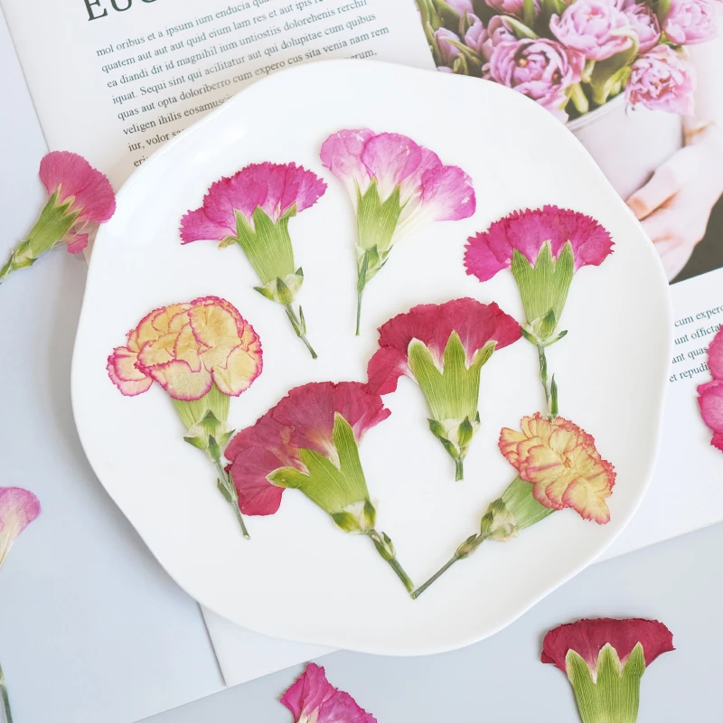 6pcs/4-7cm,Carnation dried flo - مراجعة Dried Flower Bookmark وسعره