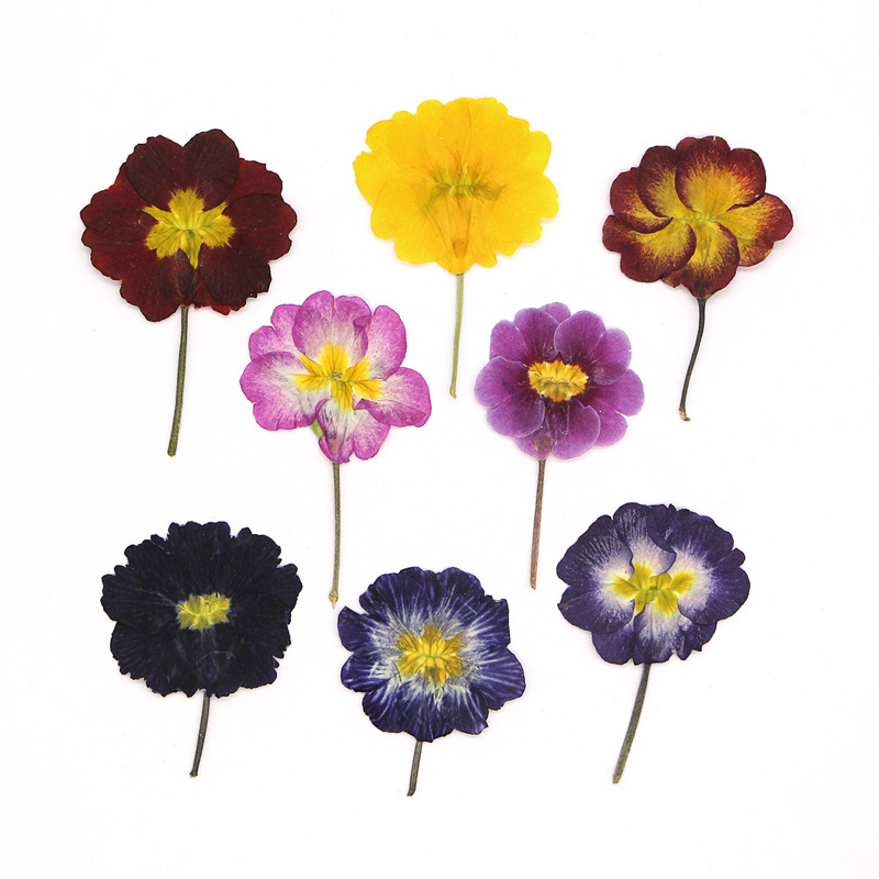 48Pcs European Primrose Teachi - مراجعة Dried Flower Bookmark وسعره