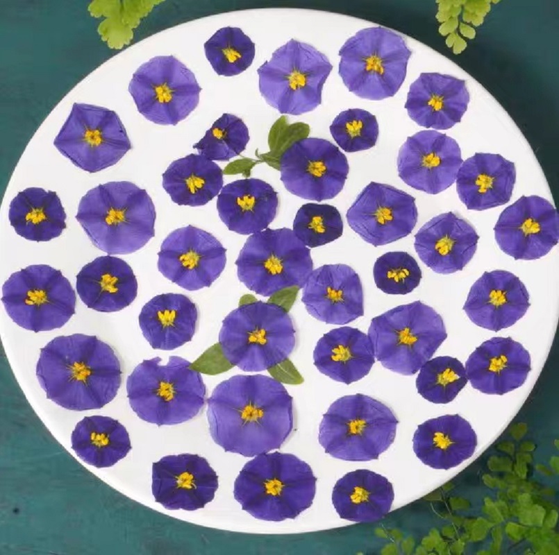 100pcs Pressed Dried Lycianthe - مراجعة Dried Flower Bookmark وسعره