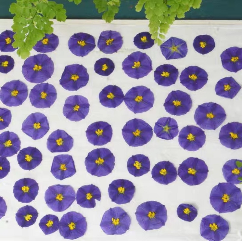100pcs Pressed Dried Lycianthe - مراجعة Dried Flower Bookmark وسعره