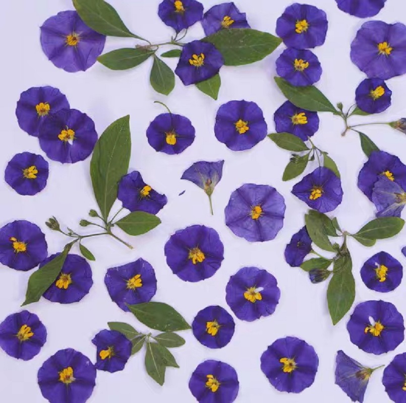 100pcs Pressed Dried Lycianthe - مراجعة Dried Flower Bookmark وسعره