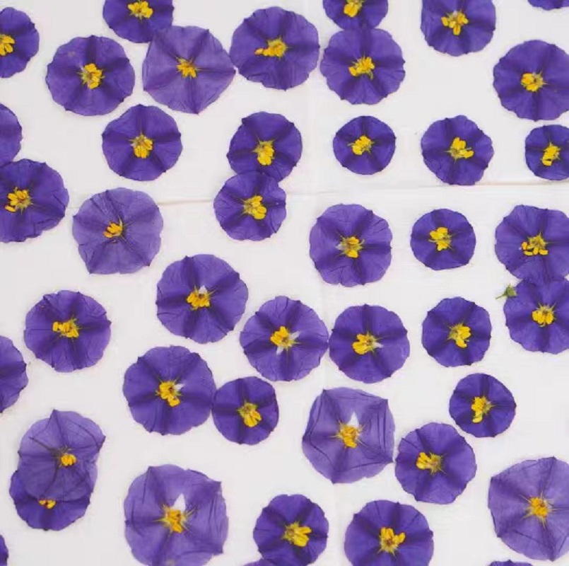 100pcs Pressed Dried Lycianthe - مراجعة Dried Flower Bookmark وسعره