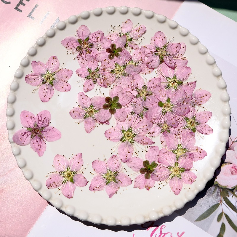 3-4cm./6pcs,Pink Peach Blossom - مراجعة Dried Flower Bookmark وسعره