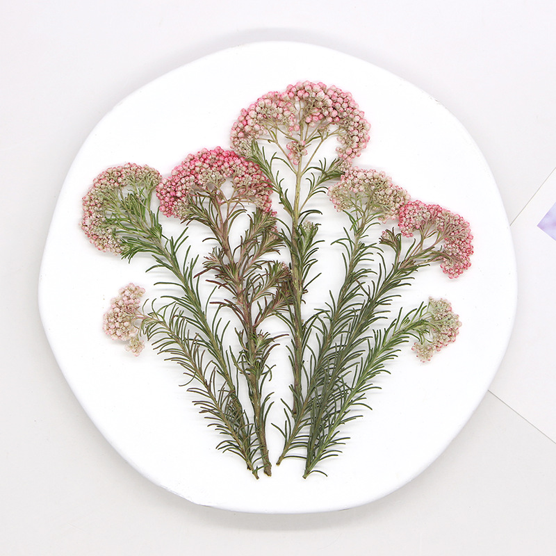 12pcs,Nature Millet flower bra - مراجعة Dried Flower Bookmark وسعره