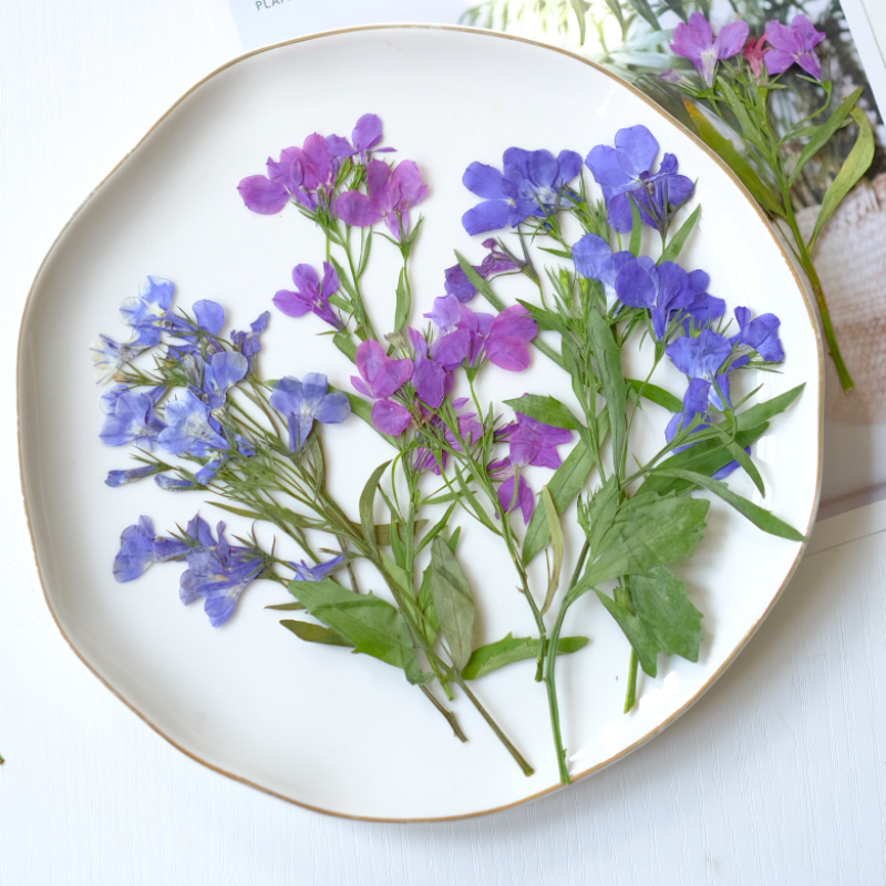 6pcs/8-13cm,nature Lobelia Eri - مراجعة Dried Flower Bookmark وسعره