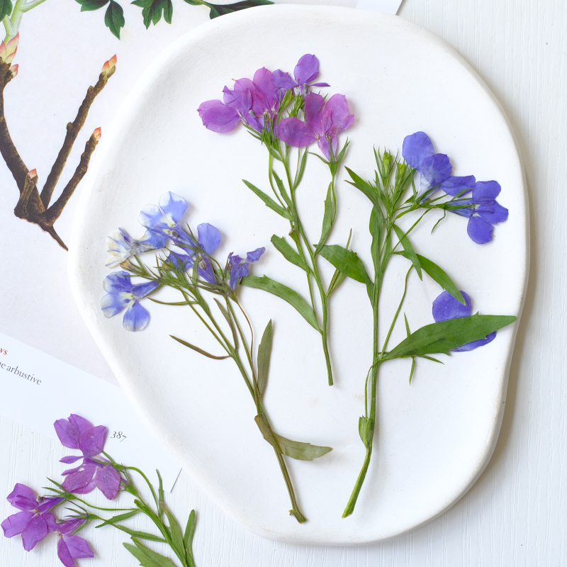 6pcs/8-13cm,nature Lobelia Eri - مراجعة Dried Flower Bookmark وسعره