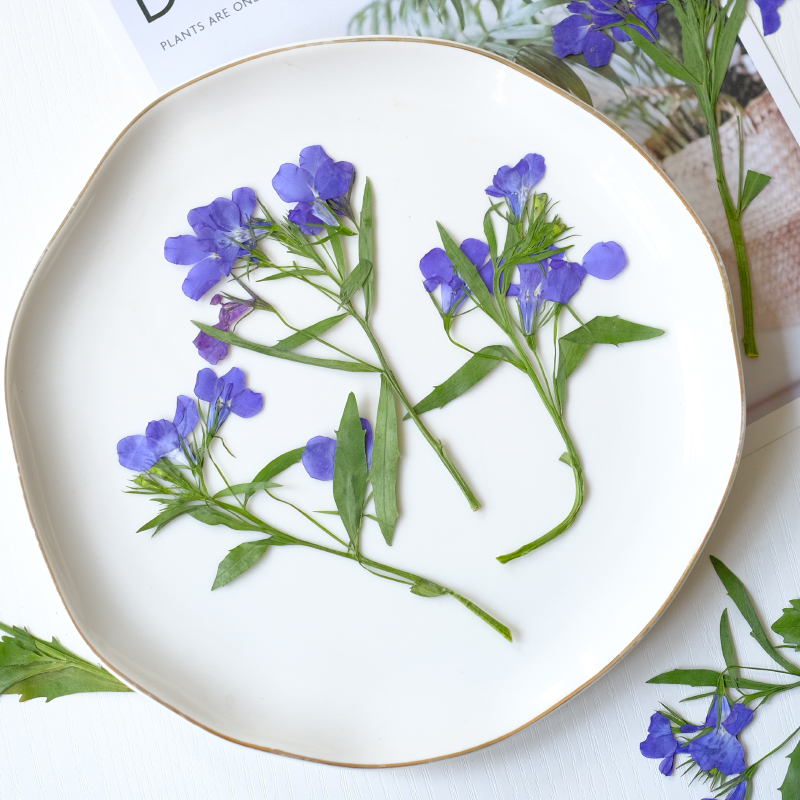 6pcs/8-13cm,nature Lobelia Eri - مراجعة Dried Flower Bookmark وسعره