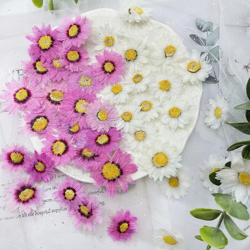 24pcs/2-4CM,Natural Pressed Fl - مراجعة Dried Flower Bookmark وسعره