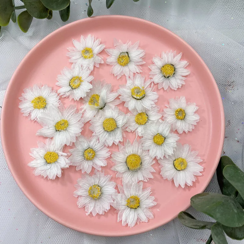 24pcs/2-4CM,Natural Pressed Fl - مراجعة Dried Flower Bookmark وسعره