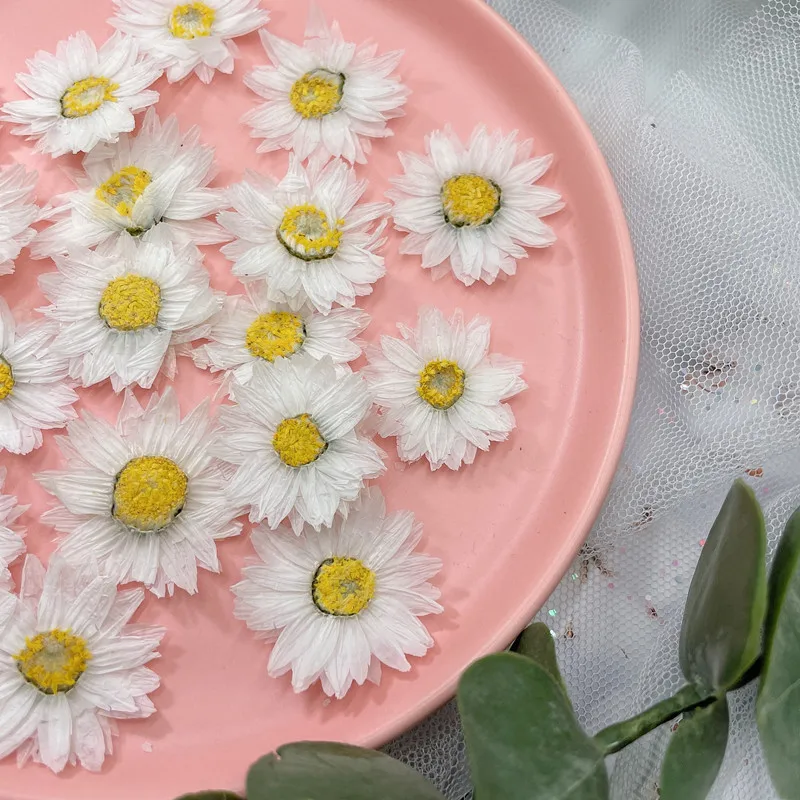 24pcs/2-4CM,Natural Pressed Fl - مراجعة Dried Flower Bookmark وسعره
