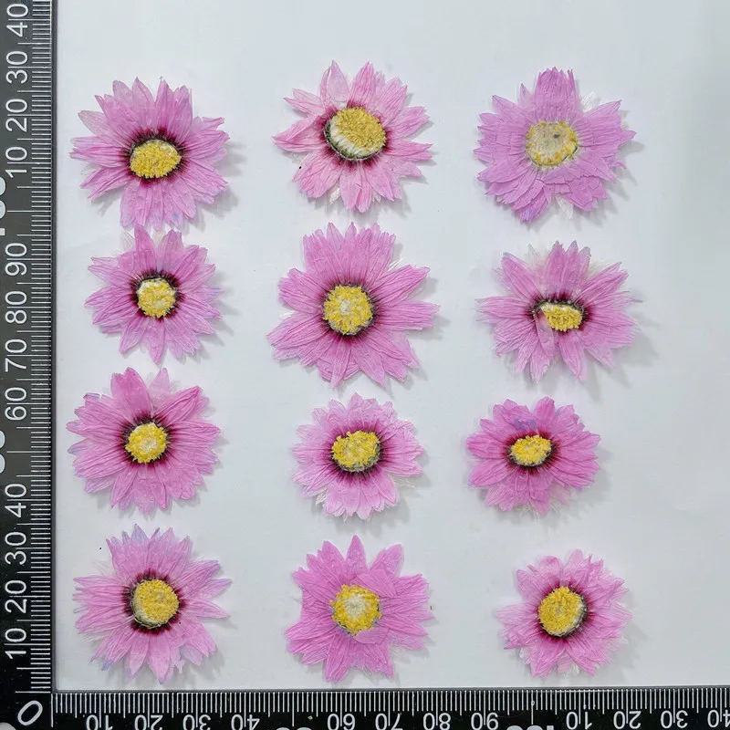 24pcs/2-4CM,Natural Pressed Fl - مراجعة Dried Flower Bookmark وسعره