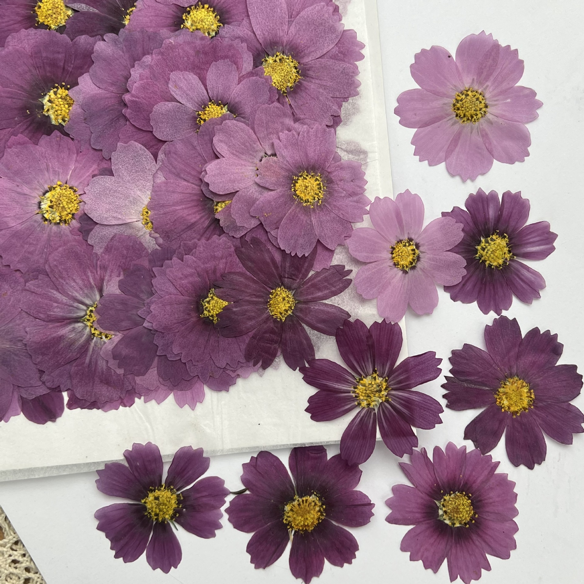 100Pcs Cosmos Dried Flower Pre - مراجعة Dried Flower Bookmark وسعره