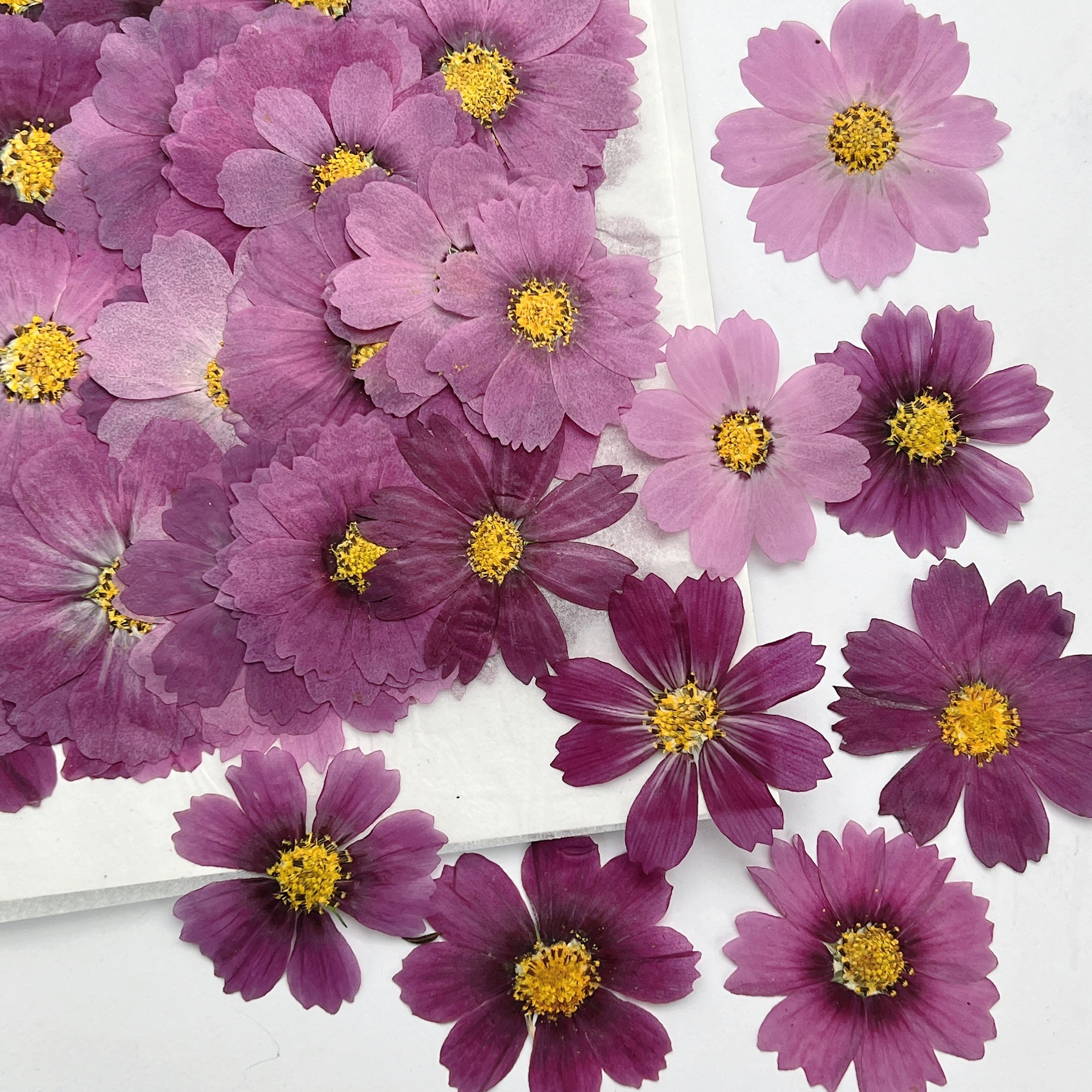 100Pcs Cosmos Dried Flower Pre - مراجعة Dried Flower Bookmark وسعره
