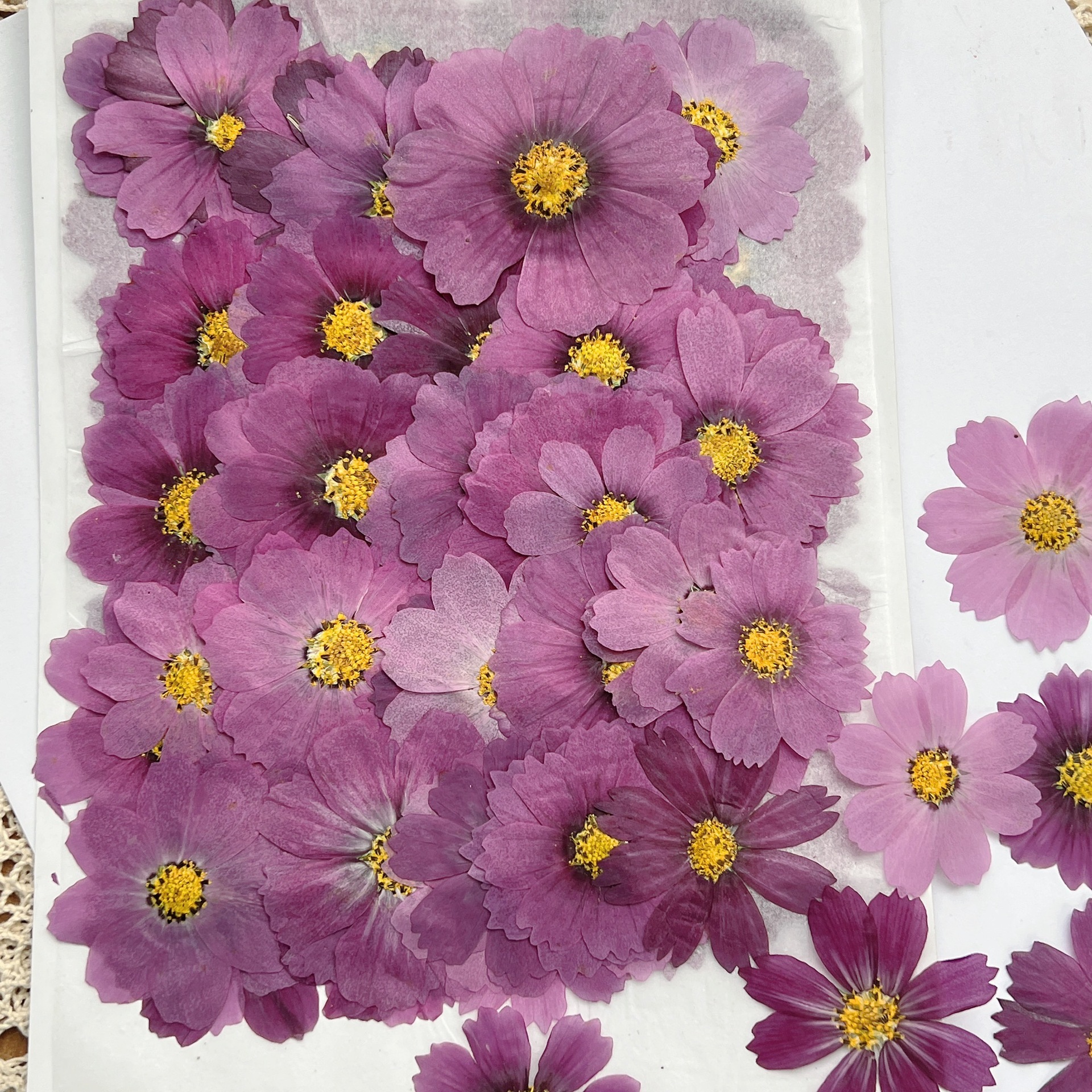 100Pcs Cosmos Dried Flower Pre - مراجعة Dried Flower Bookmark وسعره