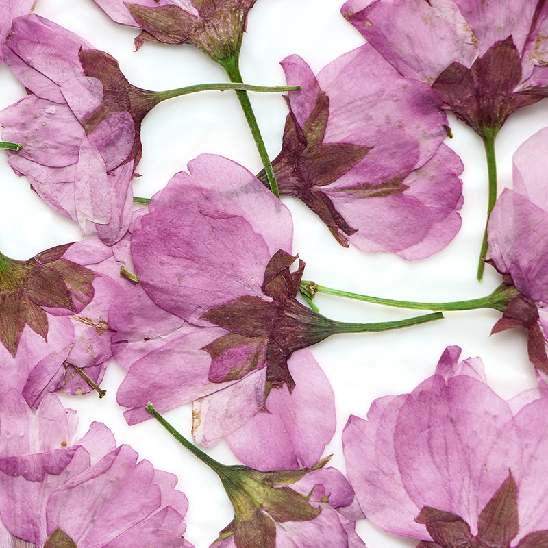 36Pcs Natural Dried Flower Pre - مراجعة Dried Flower Bookmark وسعره