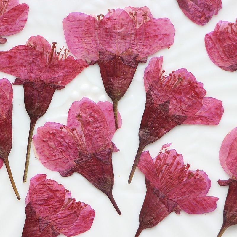 36Pcs Natural Dried Flower Pre - مراجعة Dried Flower Bookmark وسعره