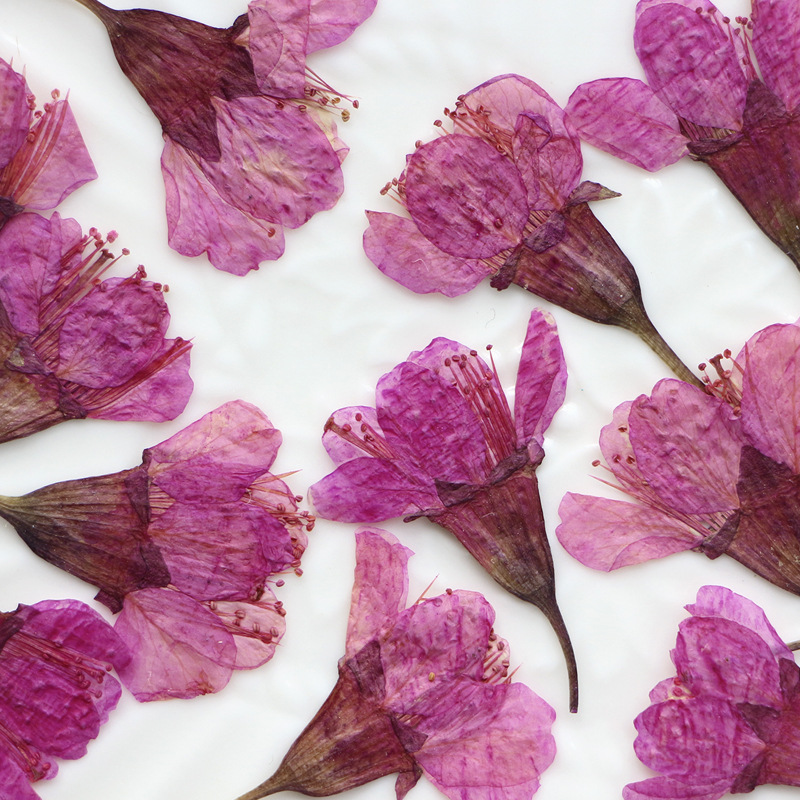 36Pcs Natural Dried Flower Pre - مراجعة Dried Flower Bookmark وسعره