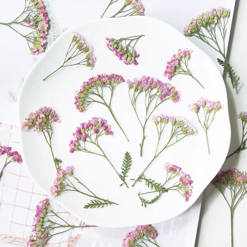 60pcs Pressed Dried Yarrow Ach - مراجعة Dried Flower Bookmark وسعره