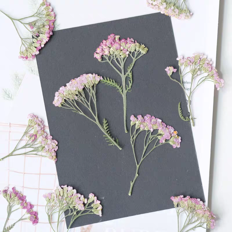 60pcs Pressed Dried Yarrow Ach - مراجعة Dried Flower Bookmark وسعره