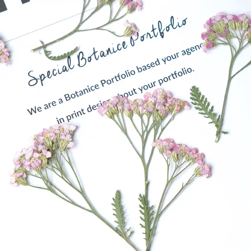 60pcs Pressed Dried Yarrow Ach - مراجعة Dried Flower Bookmark وسعره
