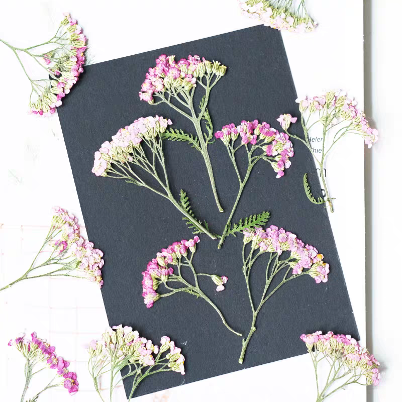 60pcs Pressed Dried Yarrow Ach - مراجعة Dried Flower Bookmark وسعره