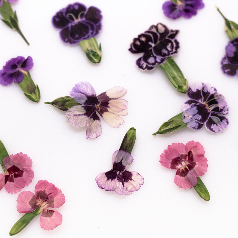 24pcs,Pressed Dried Dianthus F - مراجعة Dried Flower Bookmark وسعره