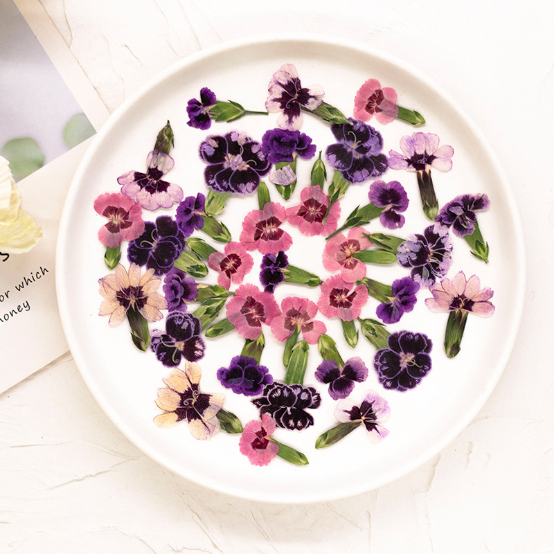 24pcs,Pressed Dried Dianthus F - مراجعة Dried Flower Bookmark وسعره