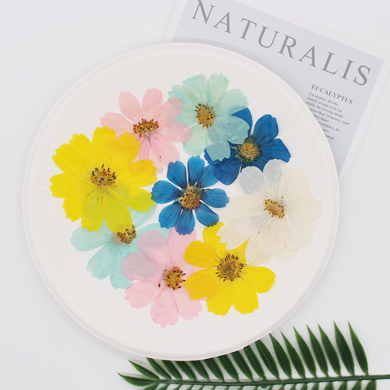 36Pcs Large Cosmos Flower Drie - مراجعة Dried Flower Bookmark وسعره