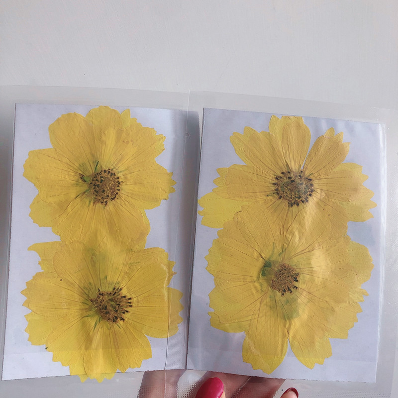 36Pcs Large Cosmos Flower Drie - مراجعة Dried Flower Bookmark وسعره