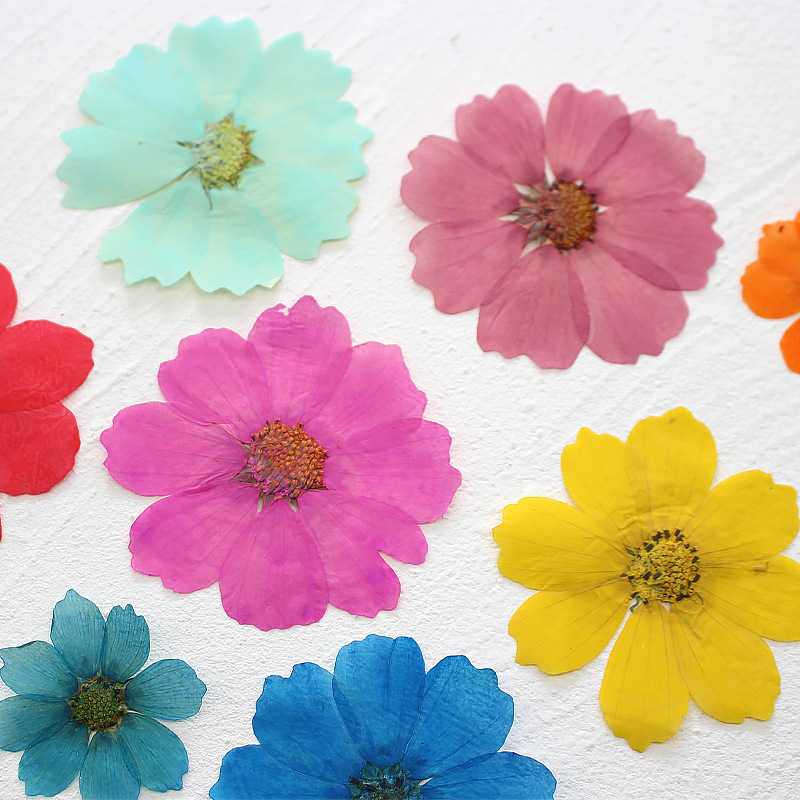 36Pcs Large Cosmos Flower Drie - مراجعة Dried Flower Bookmark وسعره