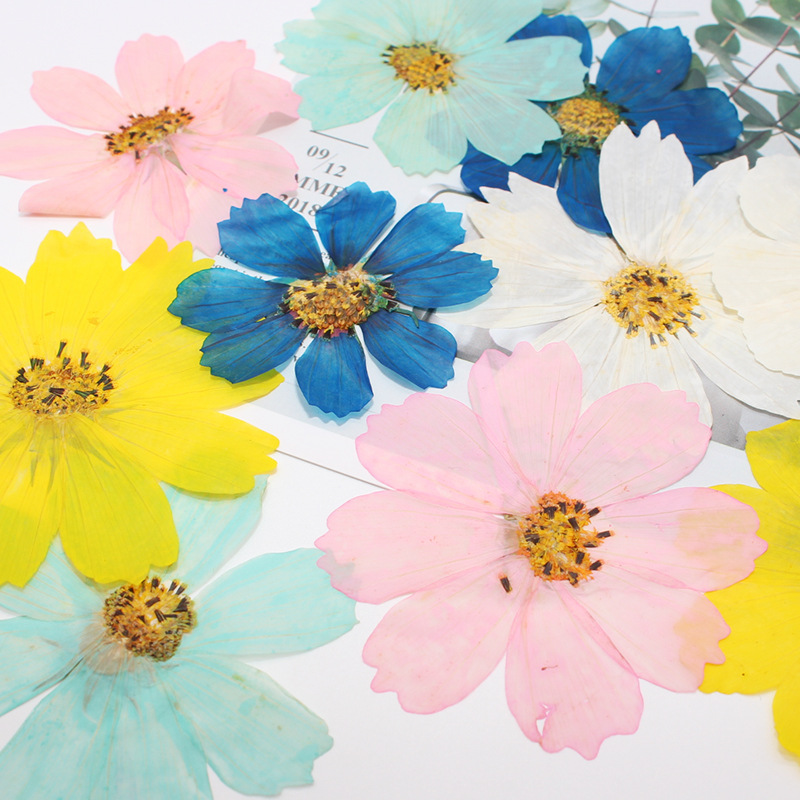 36Pcs Large Cosmos Flower Drie - مراجعة Dried Flower Bookmark وسعره
