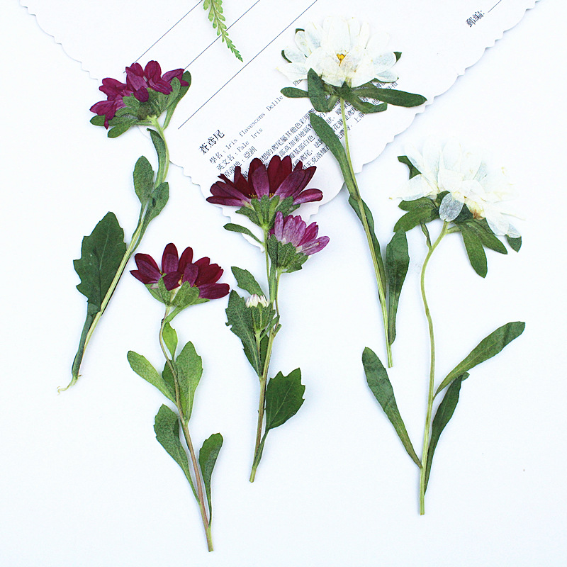 24pcs,Mini Chrysanthemum Press - مراجعة Dried Flower Bookmark وسعره