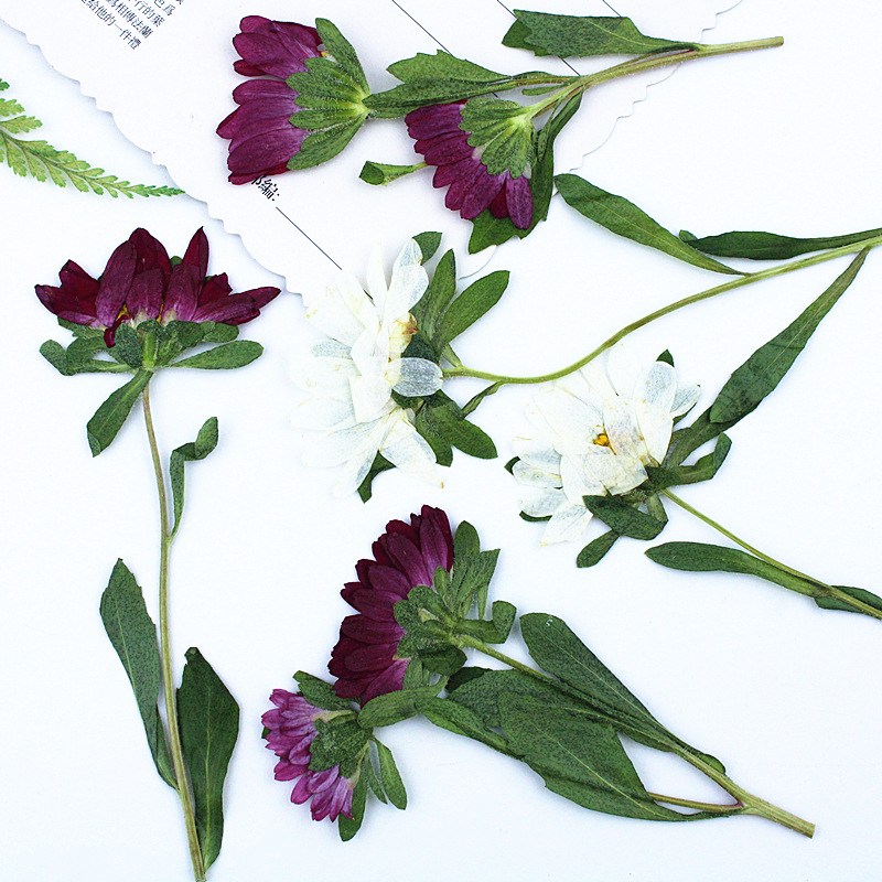 24pcs,Mini Chrysanthemum Press - مراجعة Dried Flower Bookmark وسعره
