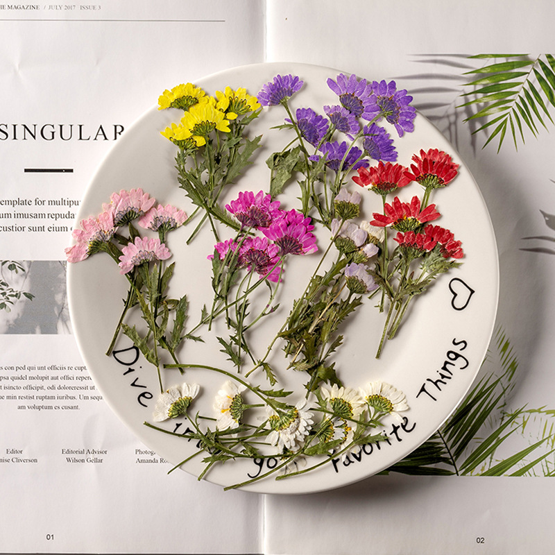 5-8cm/24pcs,Side pressed cryst - مراجعة Dried Flower Bookmark وسعره