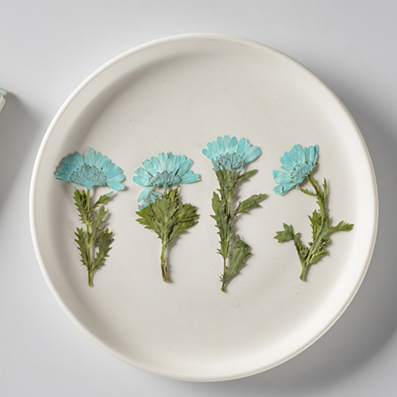 5-8cm/24pcs,Side pressed cryst - مراجعة Dried Flower Bookmark وسعره