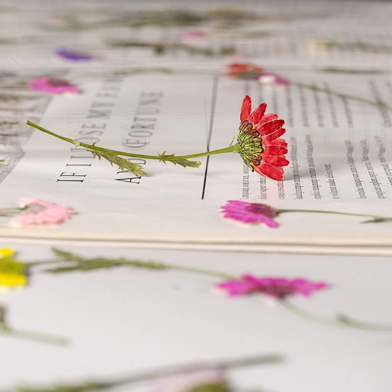 5-8cm/24pcs,Side pressed cryst - مراجعة Dried Flower Bookmark وسعره
